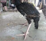 Miyawali nasal ka pattha