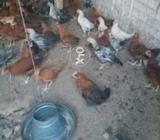 Murgy For Sell Avl 300 murgay