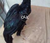 Mushka Patha available