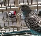 Parot sell