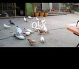 Pati wale kabootr hn active hn or axhi uran h