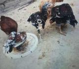 Pewar. Ahsel.. bazi.. win ka. Baby hn