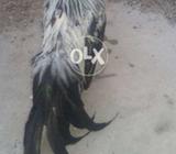 Phoenix rooster long tail