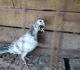 Racer male greesion chick