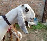 Rajan pori nokri path 6 month
