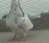 Sabz ee khall klyaryy gulee addalt pear