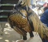 Saeel Murg a 2800 ghram