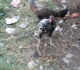 Seel murgie murgay Avl