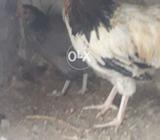 Suxxex male and gray female pair