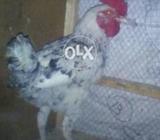 Tady nasal ka murgaa