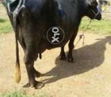 Tazzi soy hn 10 kg dood bachay ko da kar hn