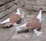 Yhloo shrazi far sall