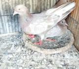 Zaheer walay surkha pair
