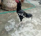 Black phatha