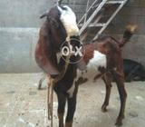 Dogla taidy khassi