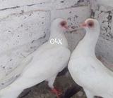 Doorbeen pair o1 kali