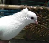 Fancy pigeon for sale