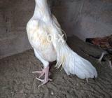 Iam.salengha.aseel.morgha