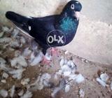 Kaboter for sell