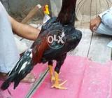 Rata mushka