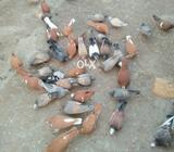 30 pathay 20 male for sell 1500 per