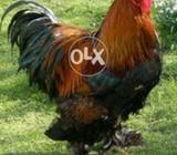 Bharma fancey hen