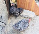Coco bantum pair active and healthy