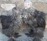 Darak brahma pair