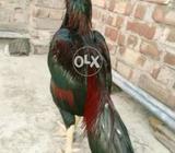 Khalis Amroya hr cheez ki garanty