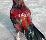 Latha patha