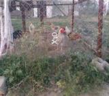 Murgay avlll