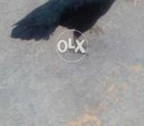 Mushki kali ...mazboot jor both achi haa...final price ha
