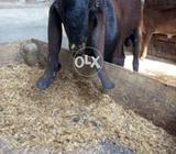 Nagra kacha kehra bakra