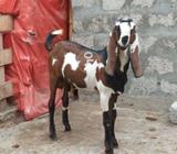 Nagra male kid age 4 month