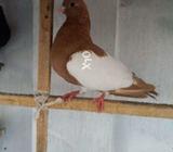 Nar zard khal