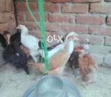 Nekad neck pathia for sale