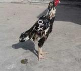Old Blood Cheena Breedr