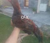 Peela mushka grnted black keel kilker .v v urgent sale