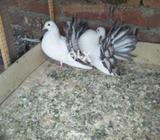 Silver tail