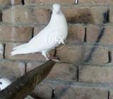 Whit nisawra male