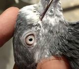 White eye teerra breedar