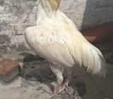 White parmoz for sale price fnf
