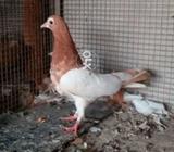 Zard khaal young female