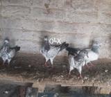 Parwazi beby peigion sale in samundri chak 217gb