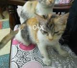 Persian Cats Single coted