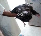 A seel hens sindhi