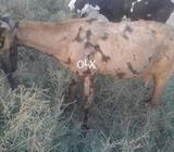 Gabban goat