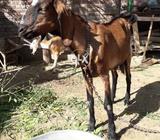 Goat with her daughter