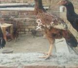 Home bred phati