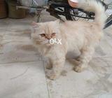 Parsion cat .cute cat